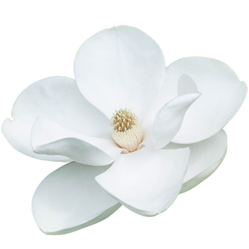 گل مانگولیان