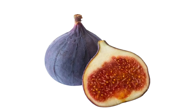 انجیر