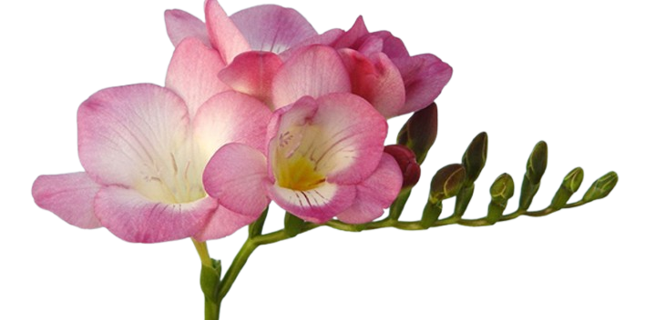 فریزیا