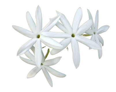 گل یاس