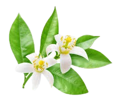 نرولی