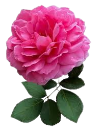 گل محمدی