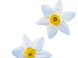 نرگس