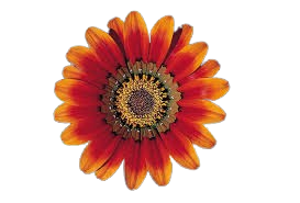 گلی