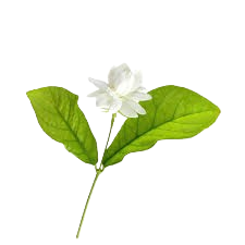 یاسمین سامباک
