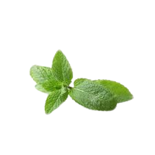 نعناع هندی