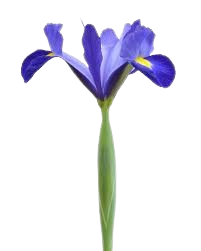 زنبق