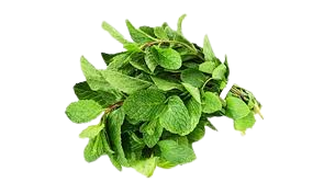 نعنا هندی