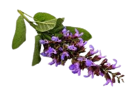 مریم گلی