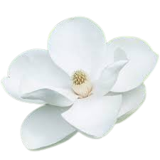مگنولیا
