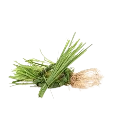 وتیور هائیتی
