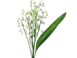 موگه