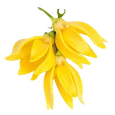 گل یلانگ