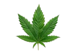 حشیش