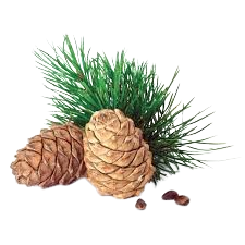 چوبی سدر