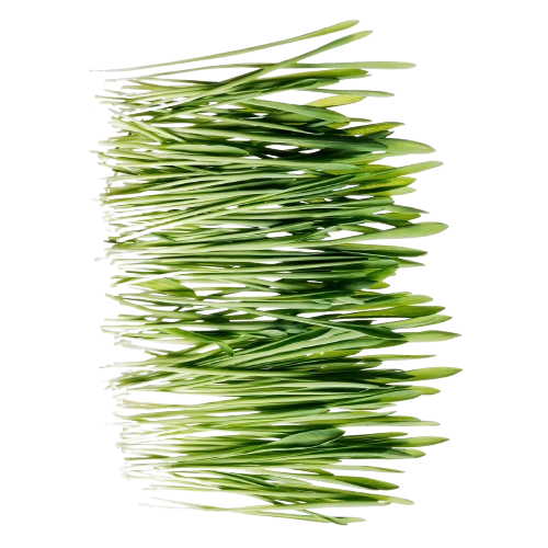 نت های سبز