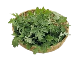 گیاه درمنه