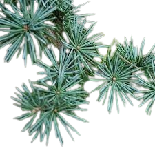 سرو اطلس