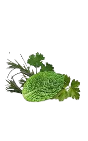 گیاهان معطر