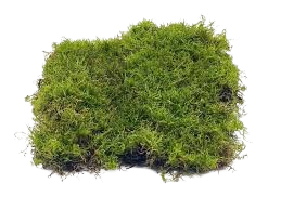 خزه