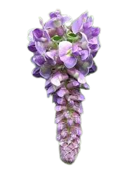 ویستریا