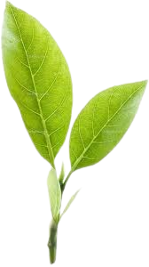 برگ چای