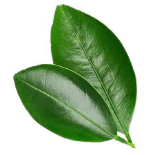 برگ درخت نارنج