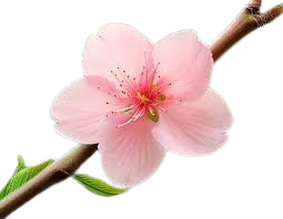 شکوفه درخت هلو
