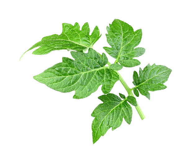 برگ گوجه فرنگی