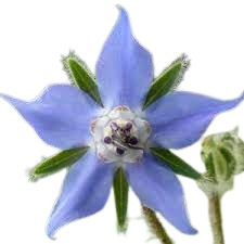 گیاه باریجه
