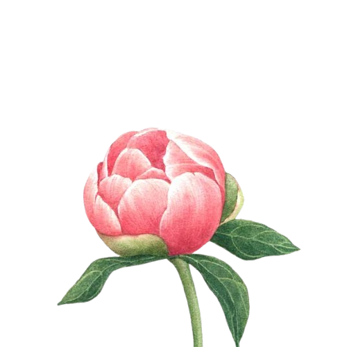 گل صد تومانی