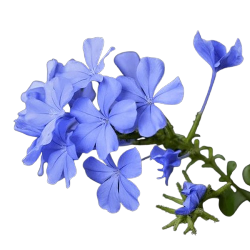 یاس آبی