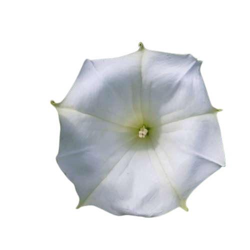 گل تاتوره