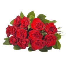 گل سرخ برزیل