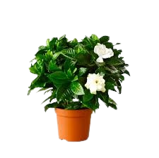 گاردنیای یاسمنی