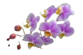 گل ختی