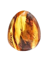 کهربا