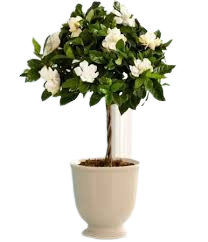 گاردنیا